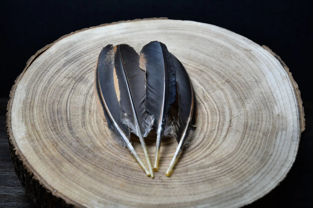 Plumes noires d'ailes de poules Plumes Naturelles
